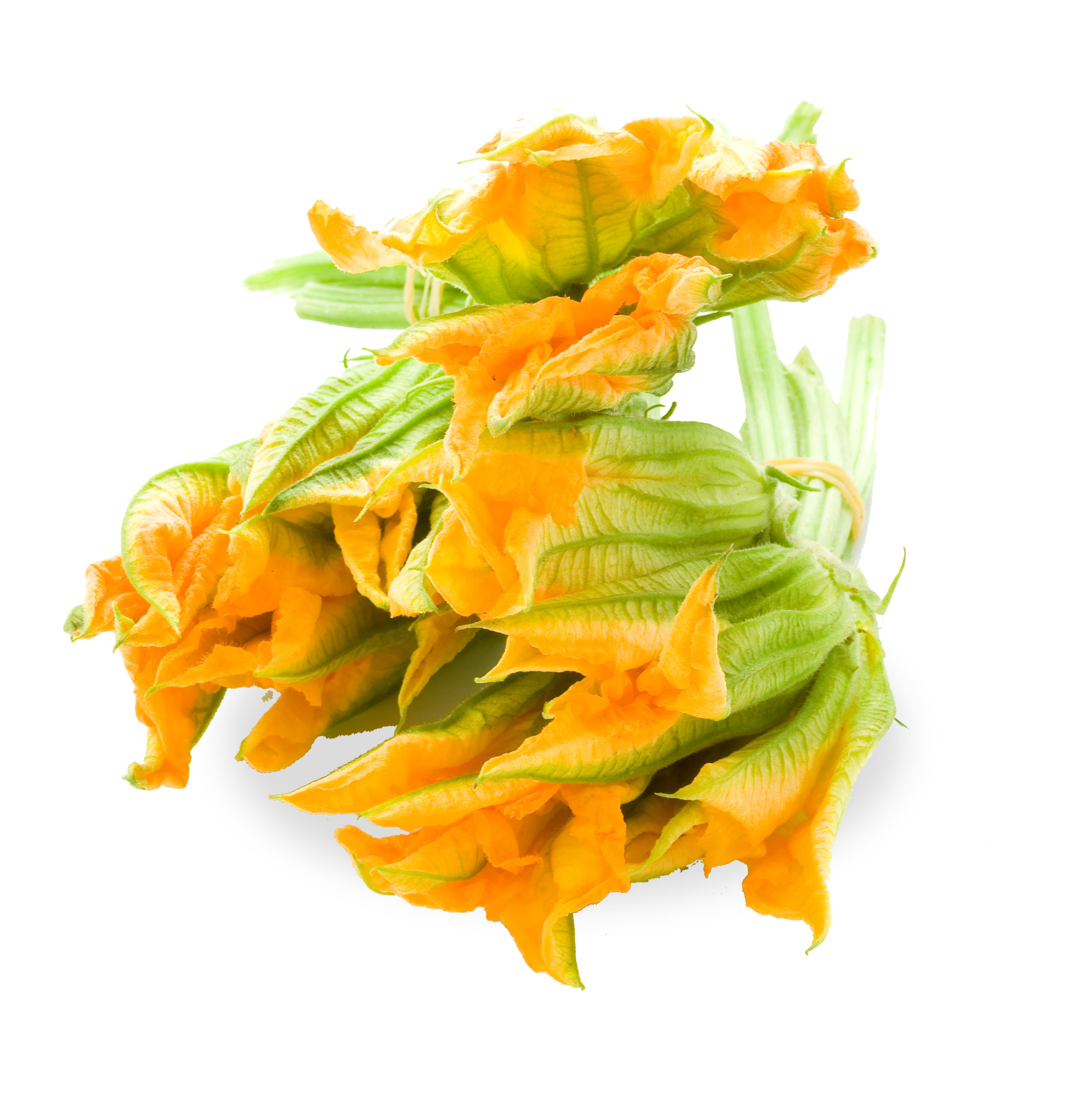 photo of fresh bunch of zucchini flowers on white background