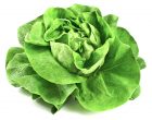 20446340 - fresh lettuce isolated on white